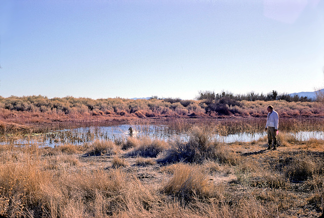 20-dog_running_in_pond_adj