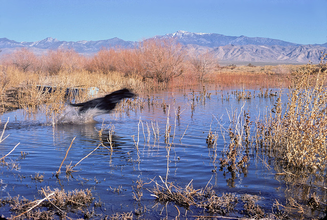 16-dog_running_in_pond_adj