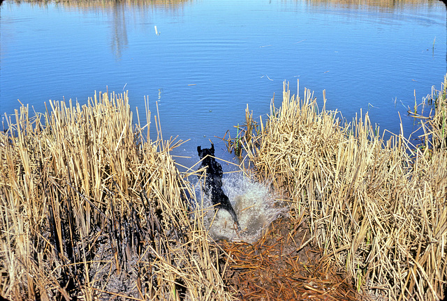 06-dog_entering_water_adj