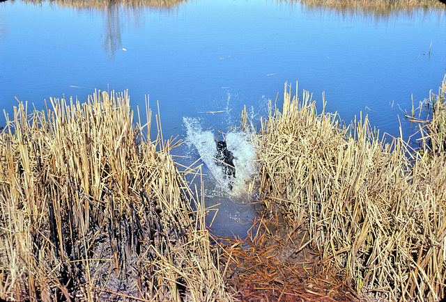 04-dog_entering_water_adj