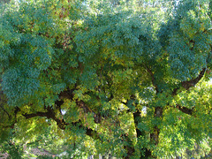 street tree