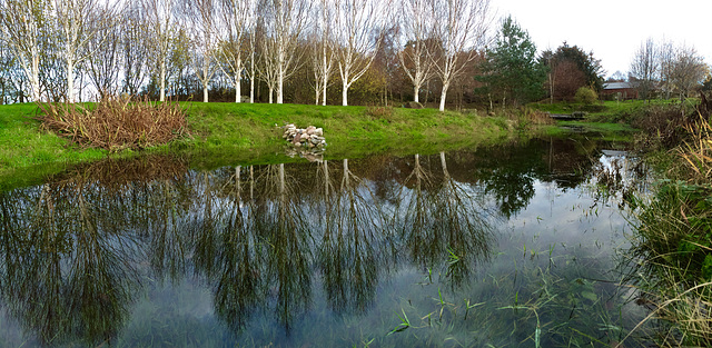 The pond is back!