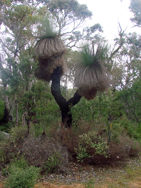 grass trees