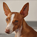 Estrella de los Arcabuceros, podenco andaluz