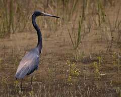 Tricolored Heron