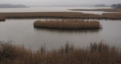 beds of reeds