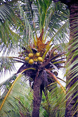 Bali, Hotel im tropischen Garten. ©UdoSm