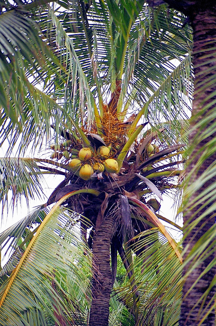 Bali, Hotel im tropischen Garten. ©UdoSm