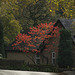 Autumn trees on Hurst Road