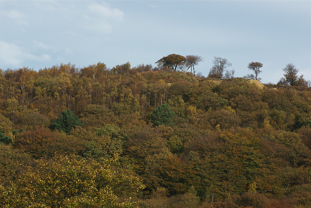 Top of Shire Hill from Derbyshire Level