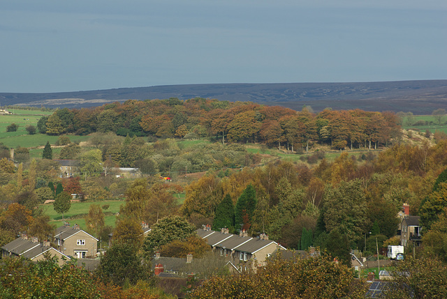 Cat Wood from Derbyshire Level