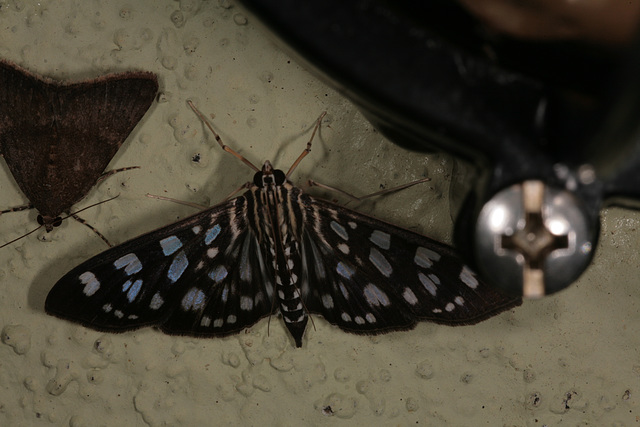 Moth