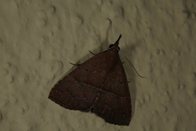 Moth