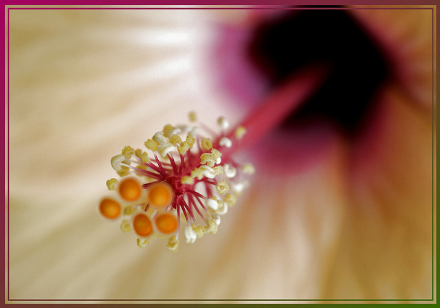 Hibiskusblüte innen. ©UdoSm