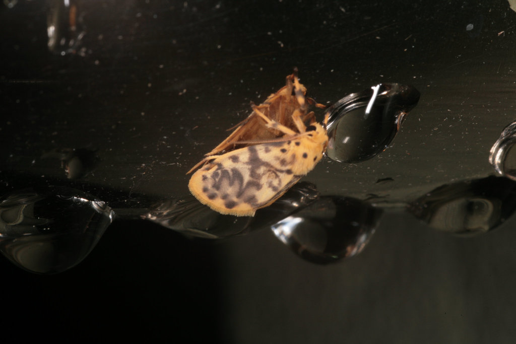 Moth