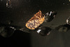 Moth