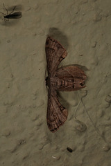 Moth