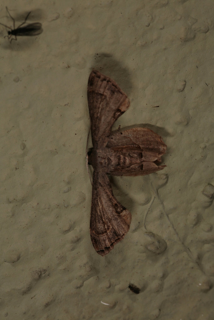 Moth