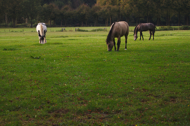 Horses