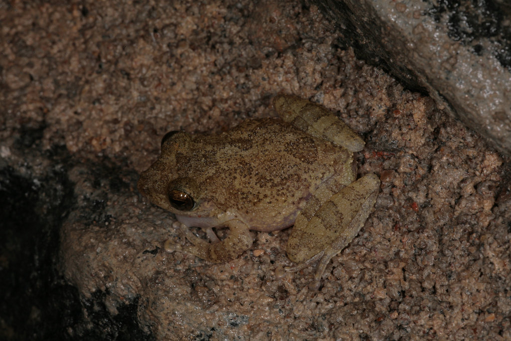 Tree Frog at Ella