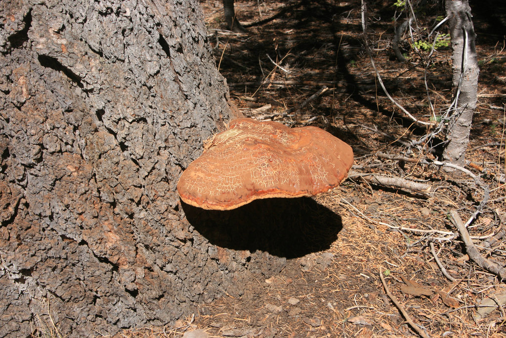 Shelf fungus