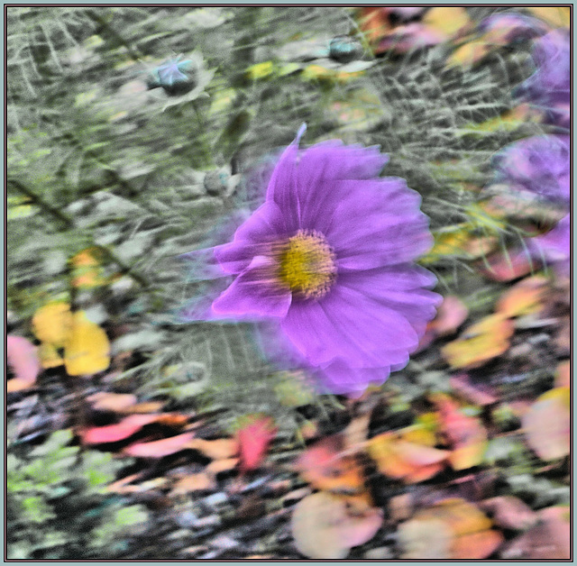 Cosmea Variation I
