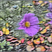 Cosmea Variation I