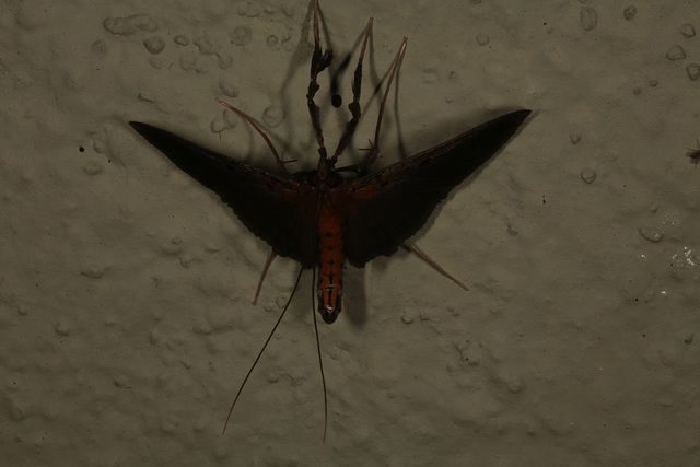Moth