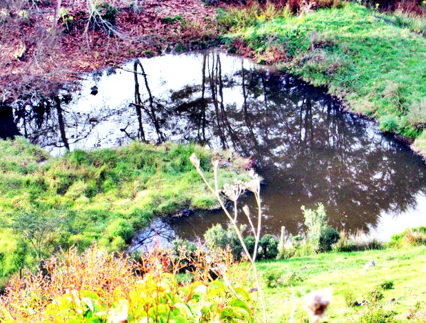 Reflections In a Farm Pond.