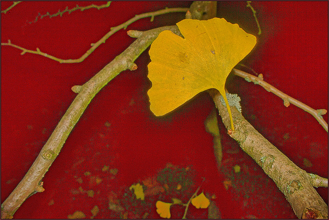 Gingko Variation II