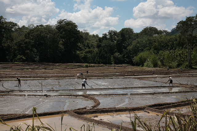 Farmers in the paddy fields