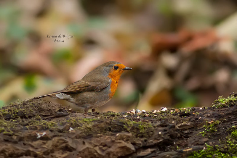 European Robin / Roodborst (Erithacus rubecula)