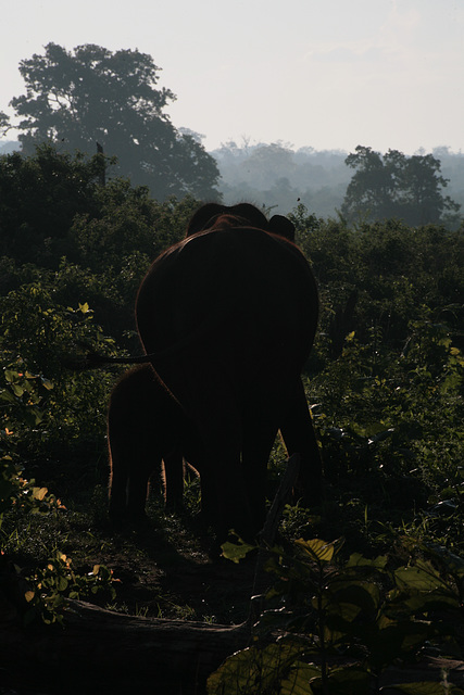 Asian Elephants at dawn