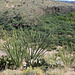 Ocotillo & prickly pear