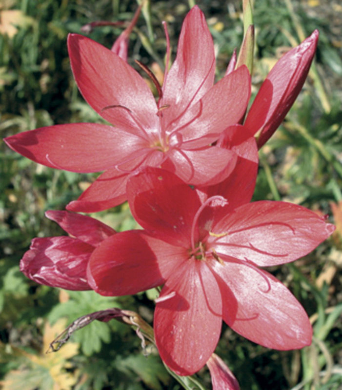 Schizostylis