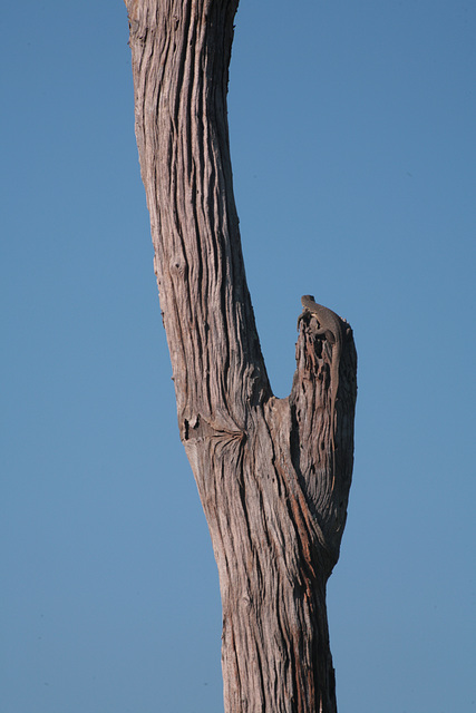 Baby monitor lizard up a tree