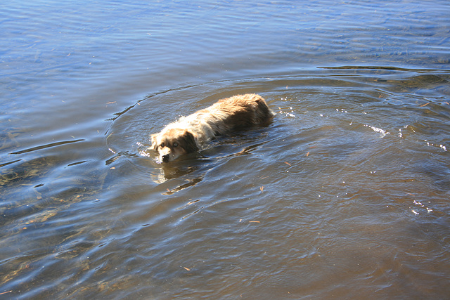 Jill Swimming