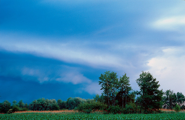 Dans le Ried de Hoerdt avant l'orage