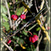 Fusain d'Europe en fruits  (2)