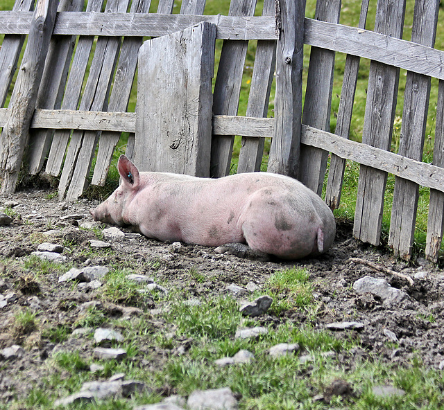 Siesta und allen einen Happy Fence Friday