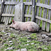 Siesta und allen einen Happy Fence Friday