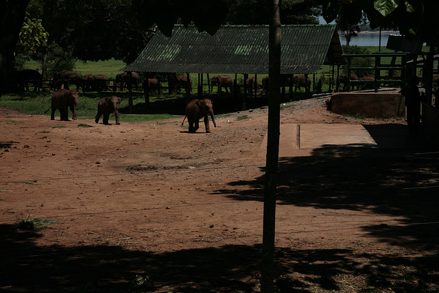 Uda Walawe Elephant Transit Home