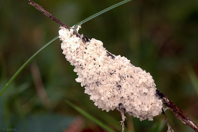 Fuligo cinerea