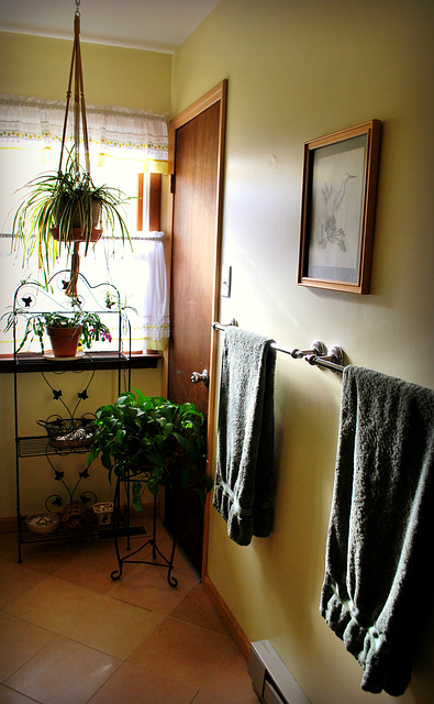 Bathroom Plants