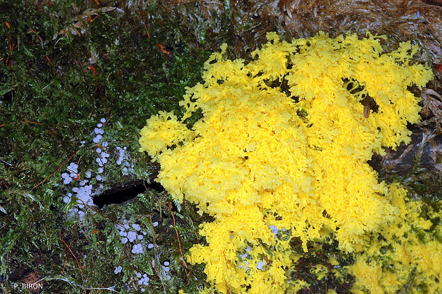 Fuligo septica, yellow slime mould