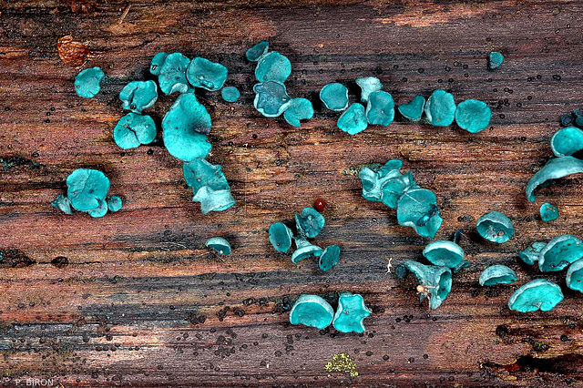 Chlorociboria aeruginascens, the green stain fungus