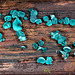 Chlorociboria aeruginascens, the green stain fungus