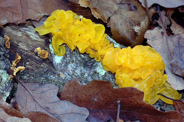 Tremella mesenterica - Golden Jelly Fungus