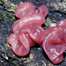 Ascocoryne sp