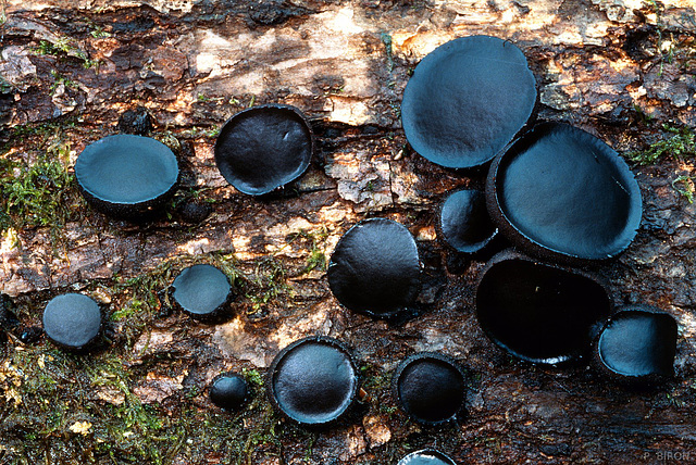 Bulgaria inquinans, Black Jelly Drops